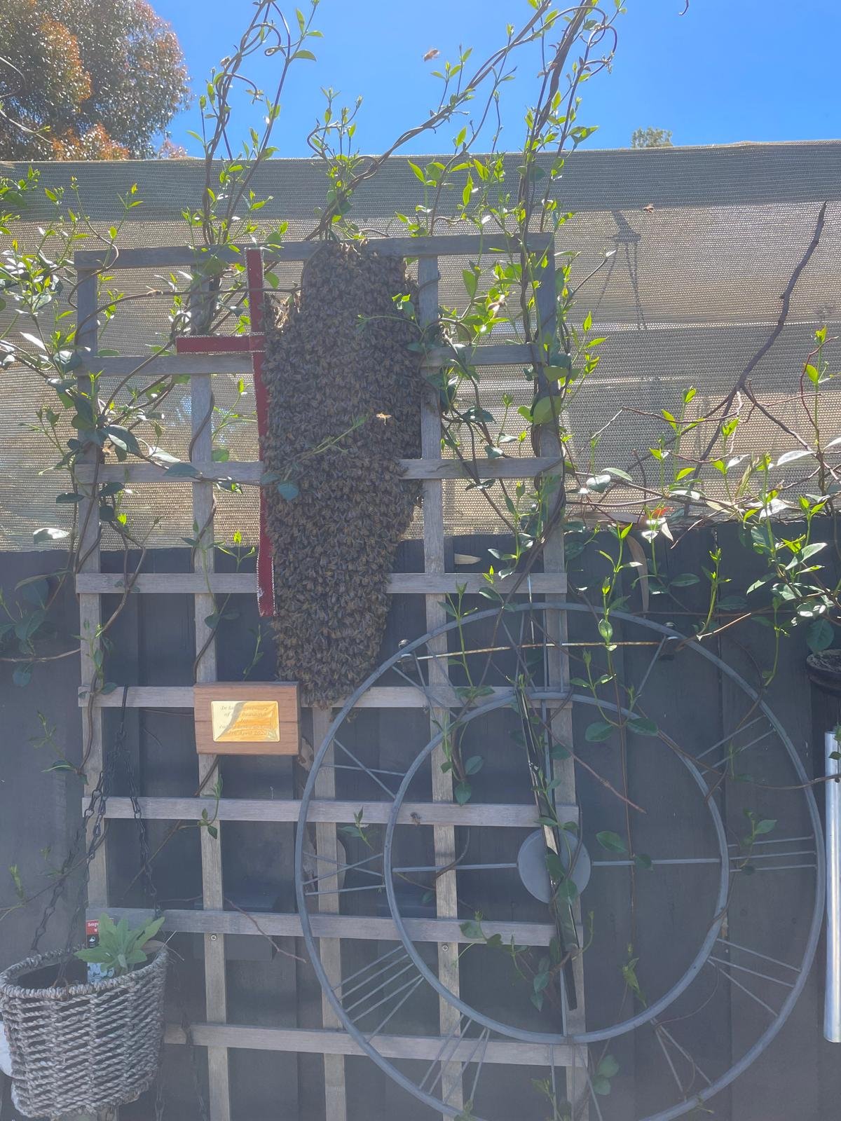 Swarm photo
